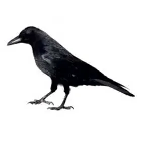 Record Store: Seymour Kassel Records