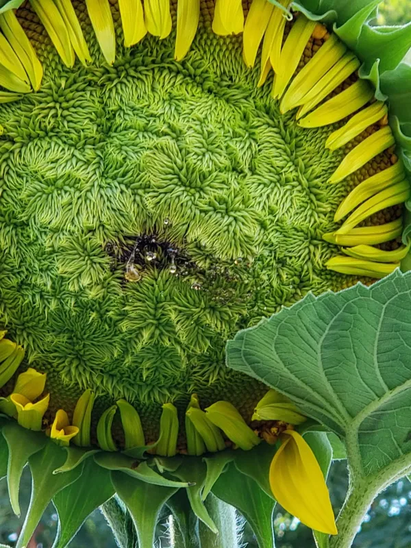 Record store thumbnail: The Record Spot